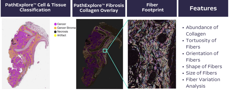 Fibrosis Workbook copy