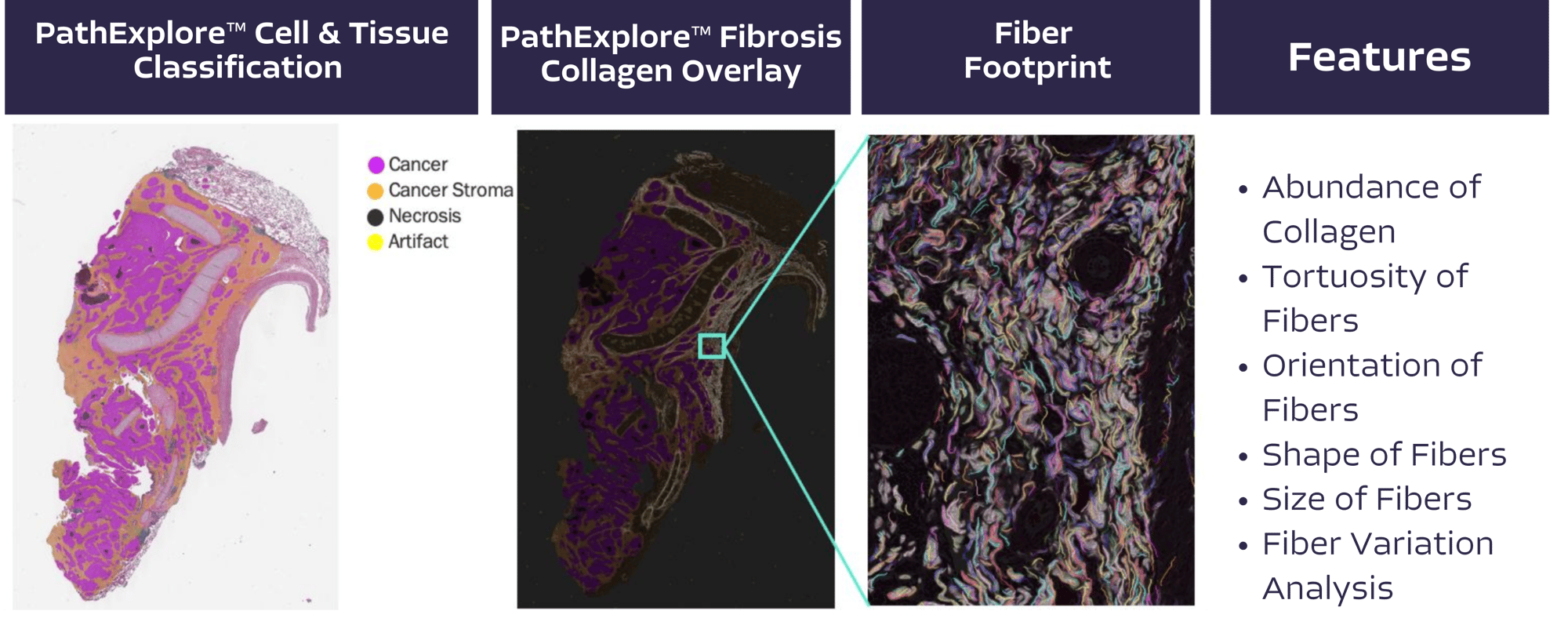 Fibrosis Workbook copy