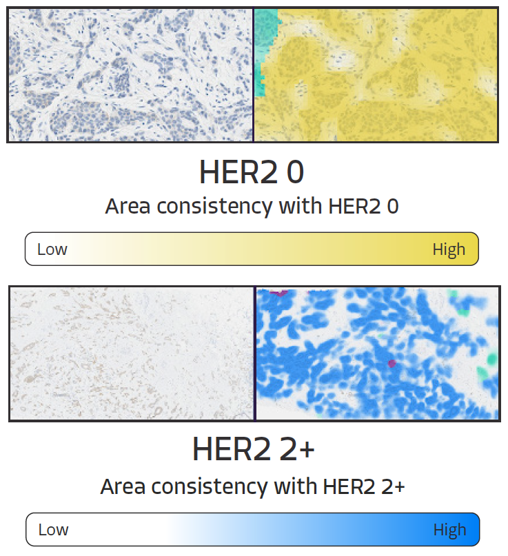 FPO-AIM-HER2-scoring-heatmap-1