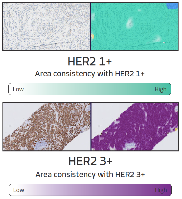 FPO-AIM-HER2-scoring-heatmap-2